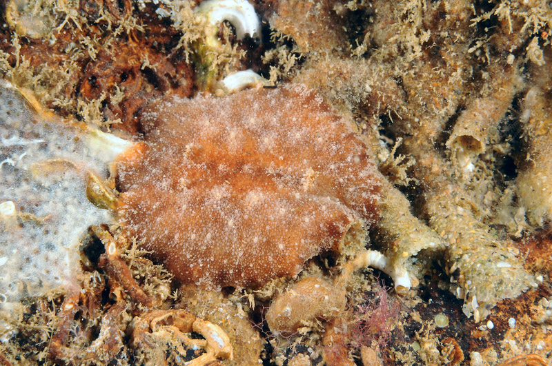 Discodoris stellifera